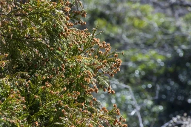 抗アレルゲンクロス